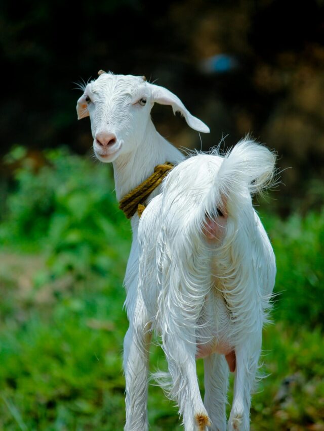 Goat farming (बकरी पालन )एक लाभदायक व्यवसाय हो सकता है यदि आपका बजट 3 लाख रुपये के अंदर है, तो